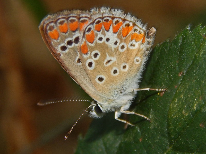 Lycaenidae
